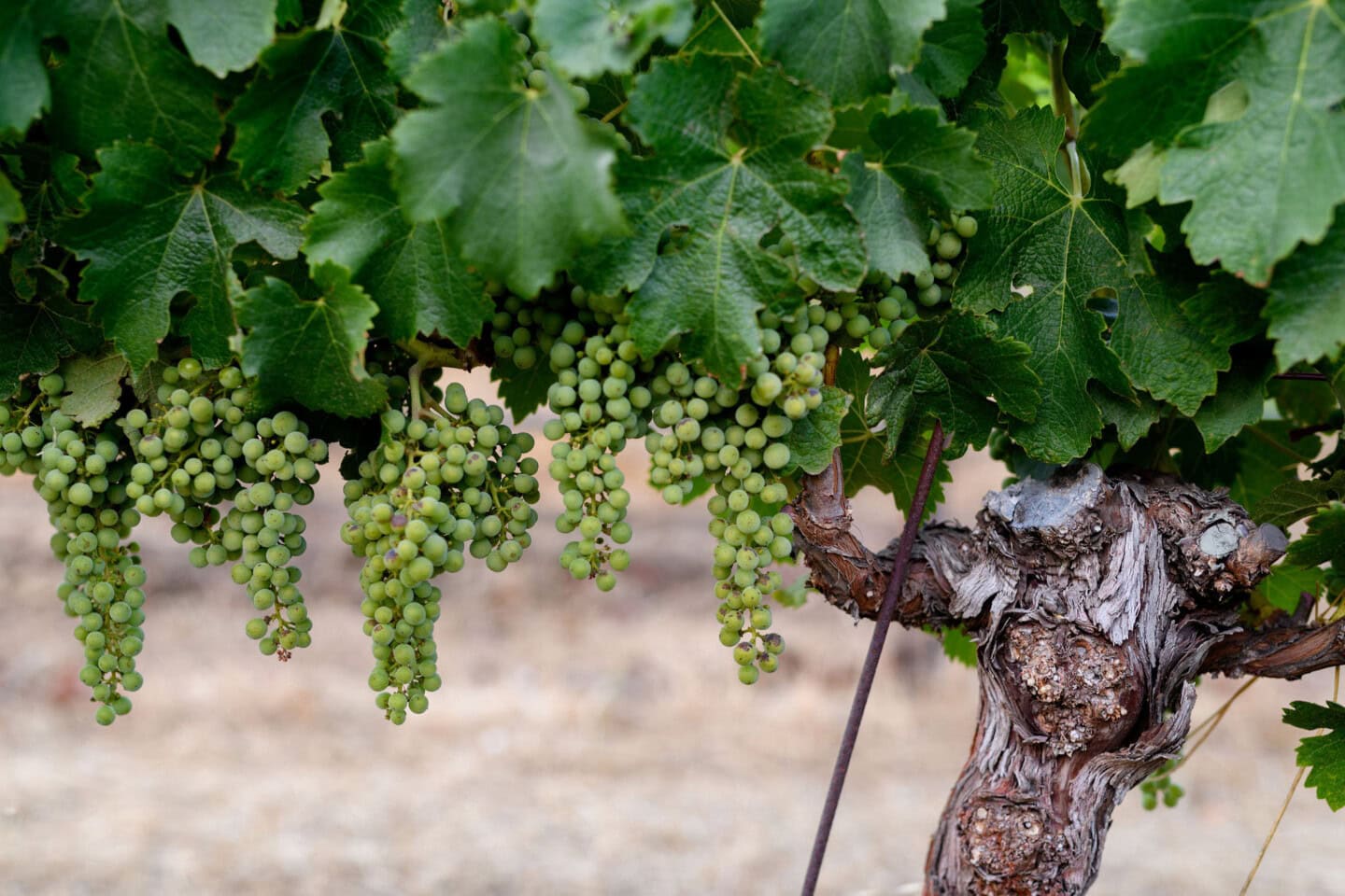 Grape clusters growing on a vine with green leaves, attached to an old, gnarled trunk outdoors.