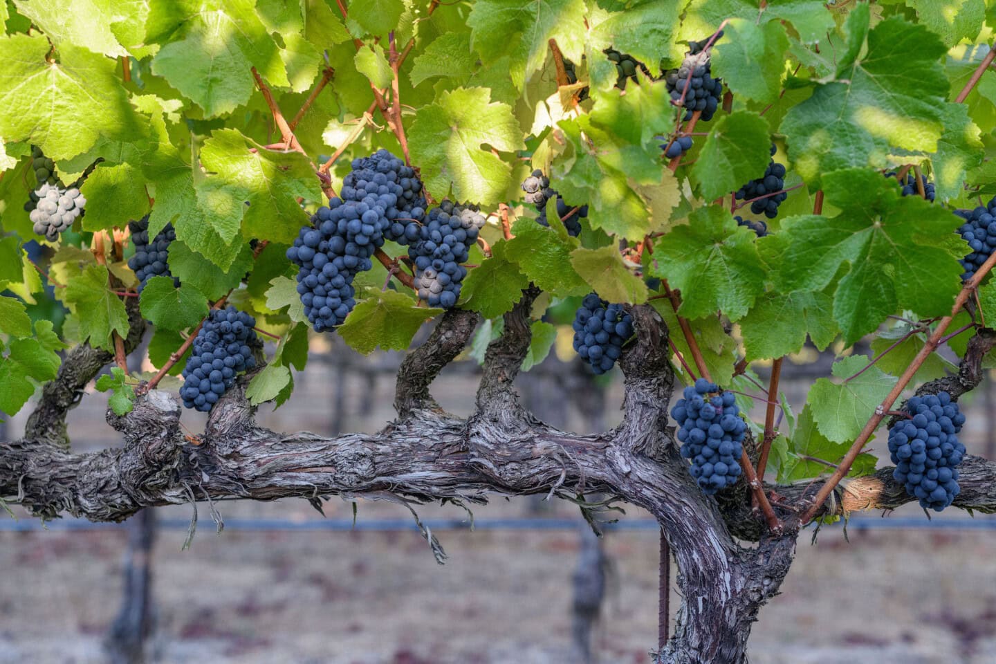 Grape clusters hanging from a vine with green leaves in a vineyard.